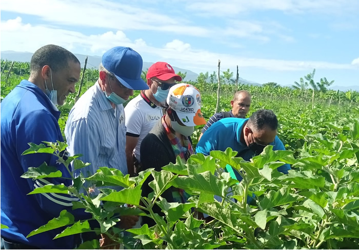 Técnicos de Agricultura identifican plagas en cultivo de berenjena durante taller sobre la Escuela de Campo.